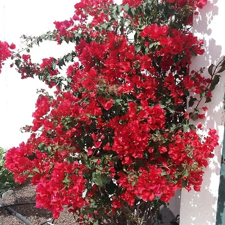 Maison Chayofita Tenerife 코스타델실렌시오